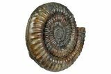 Jurassic Ammonite (Coroniceras) - Germany #241440-2